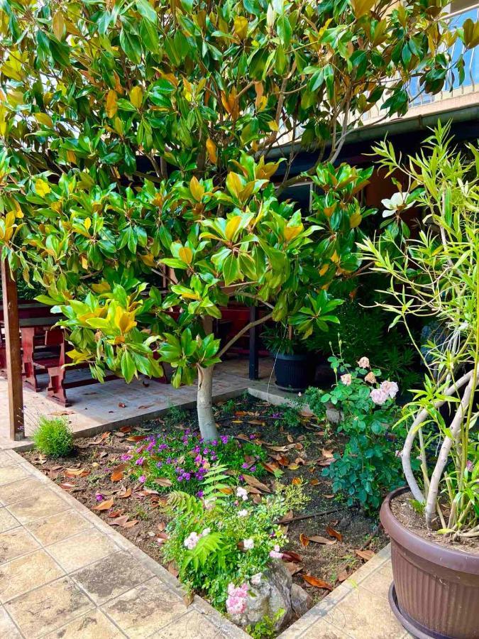 סאני ביץ' Family Hotel Magnolia מראה חיצוני תמונה