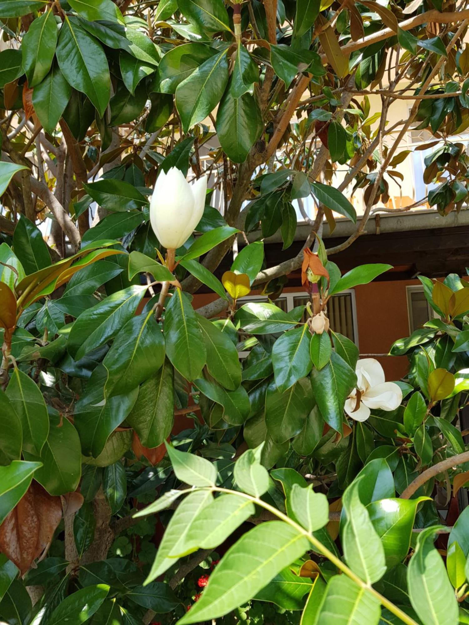 סאני ביץ' Family Hotel Magnolia מראה חיצוני תמונה