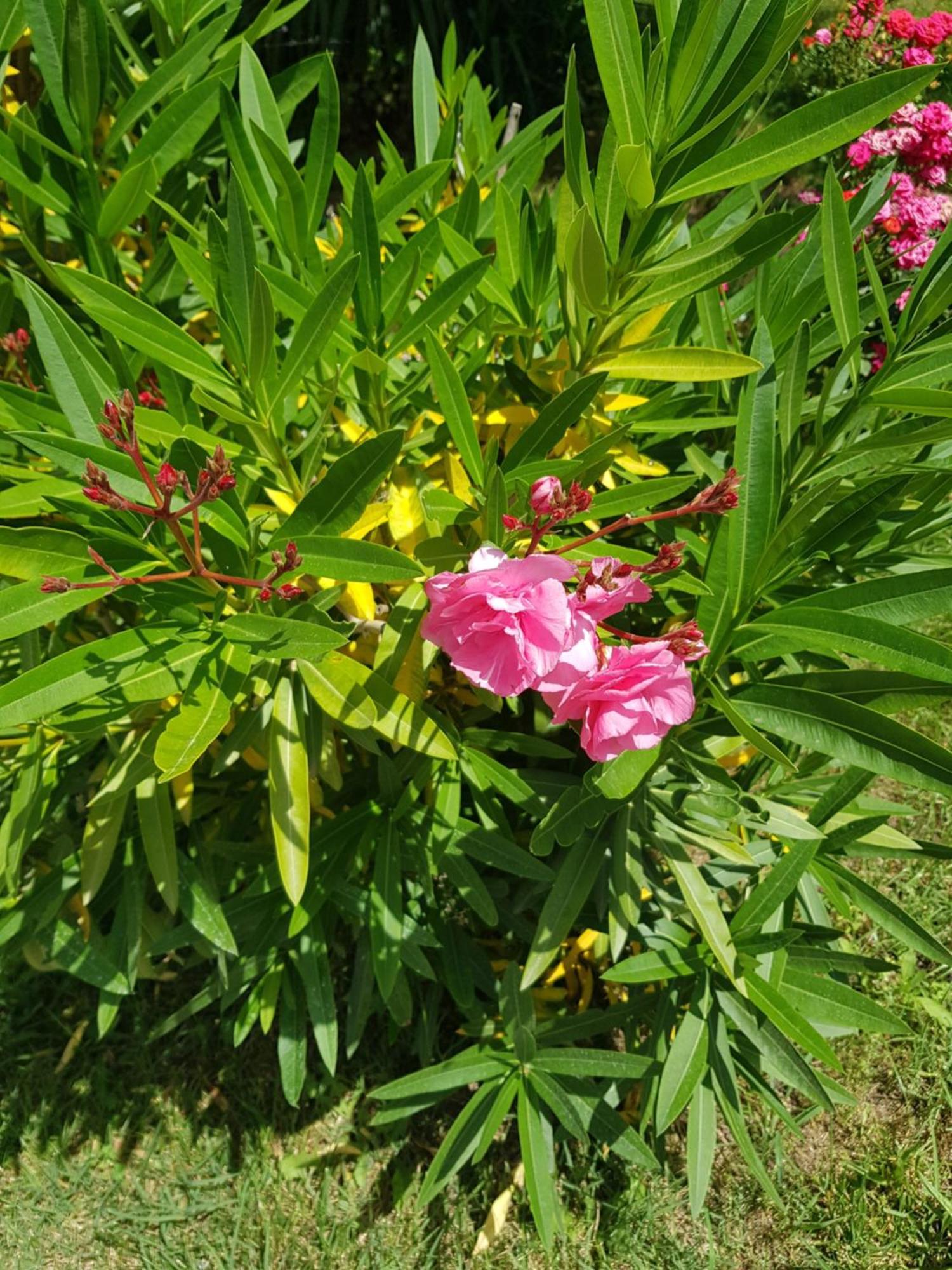 סאני ביץ' Family Hotel Magnolia מראה חיצוני תמונה
